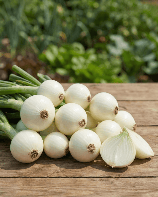 Pickling Onion Seeds Allium Cepa Annual