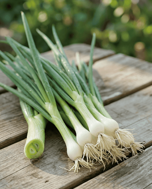 Bunching Onion Seeds White Lisbon Allium Cepa Annual