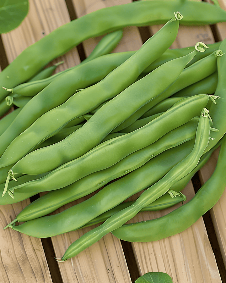 Dwarf Bean Seeds Admires Phaseolus Vulgaris Annual