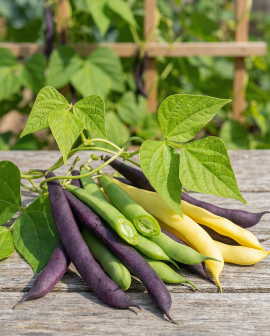Pole Bean Seeds Three Color Mix Phaseolus Vulgaris Annual