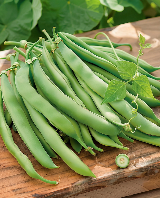 Climbing French Bean Seeds Phaseolus Vulgaris Annual Westlandse Dubbele