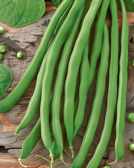 Bush Beans Seeds Phaseolus Vulgaris Dawson Annual