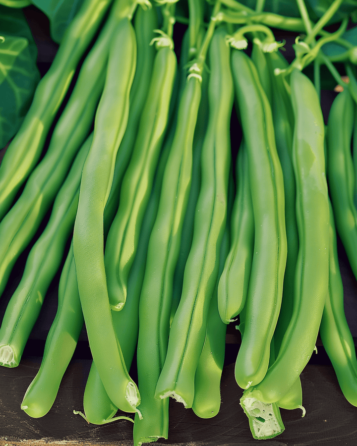 Bush Bean Seeds Kylian Phaseolus Vulgaris Annual Variety
