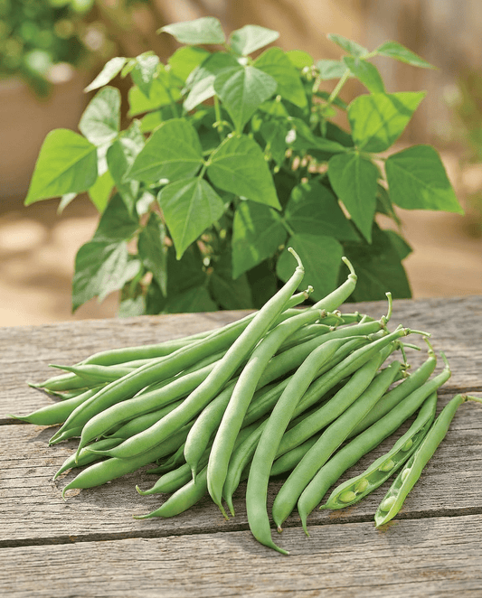 Bush Beans Delinel Seeds Phaseolus Vulgaris Annual