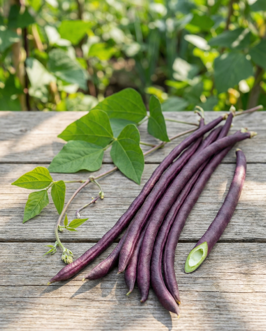Long Yard Bean Seeds Vigna Sesquipedalis Purple Pod Annual
