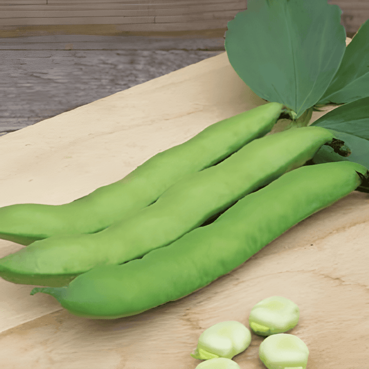 Broad Bean Seeds Witkiem Vicia Faba Annual Variety