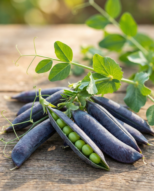 Pea Seeds Ezethas Krombek Blue Podded Pisum Sativum Annual