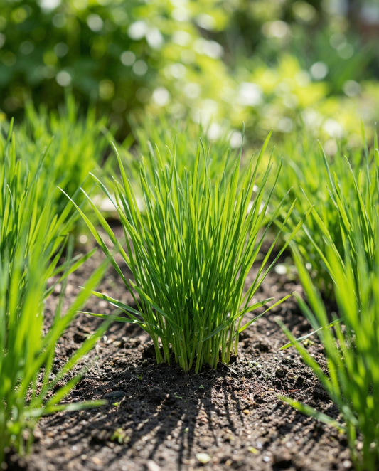 Cat Grass Seeds Hordeum Vulgare Annual Barley