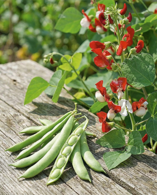 Runner Bean Painted Lady Seeds Phaseolus Coccineus Annual Climber