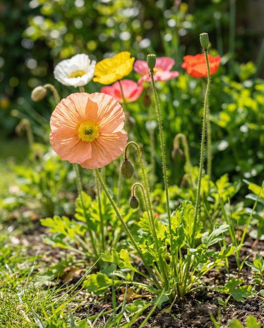Iceland Poppy Seeds Papaver Nudicaule Biennial Mix