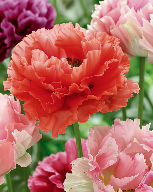 Annual Flower Seeds Poppy Mixed Annual Variety