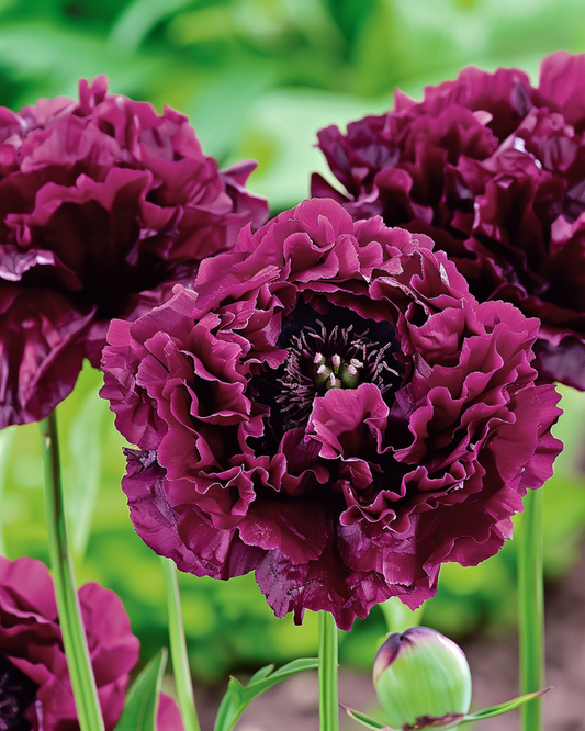 Poppy Black Paeony Seeds Annual Dark Purple Flowers 80 Cm