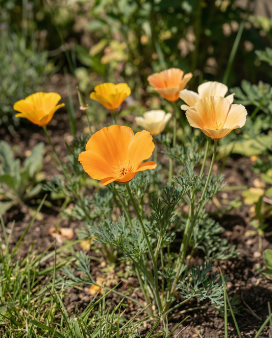 Poppy Flower Seeds Eschscholzia Californica Annual Mixed Single Flowered Variety