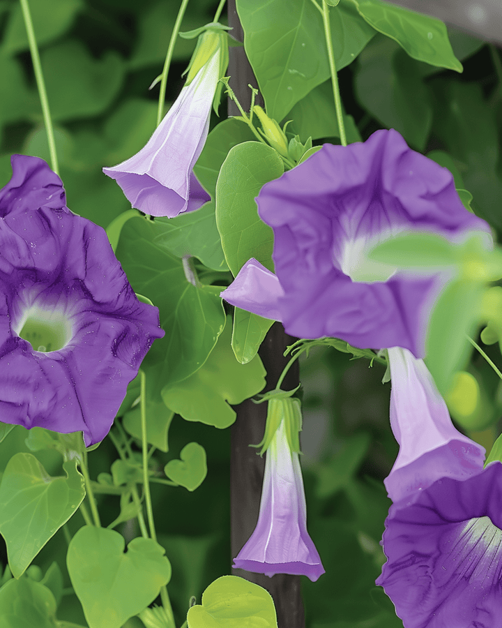 Asarina Seeds Asarina Scandens Violet Annual Climber