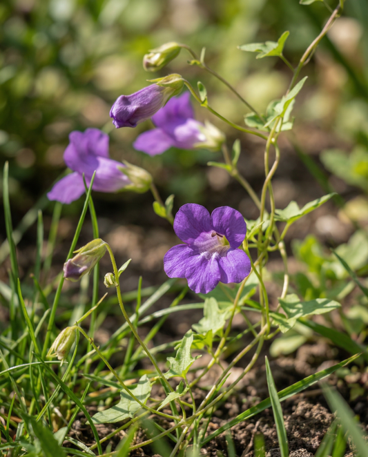 Asarina Seeds Asarina Scandens Violet Annual Climber