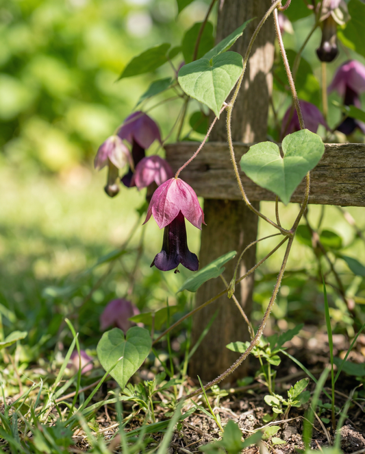 Purple Bell Vine Seeds Rhodochiton Atrosanguineum Perennial Climber