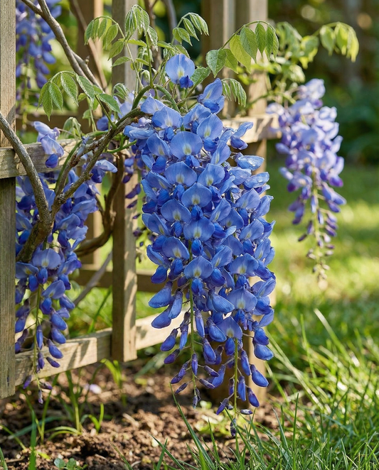 Wisteria Seeds Wisteria Sinensis Perennial Climber Blue Flowers