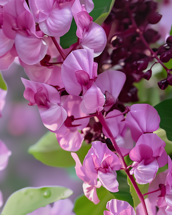 Hyacinth Bean Seeds Dolichos Lablab Annual Climber Lilac Pink Flowers