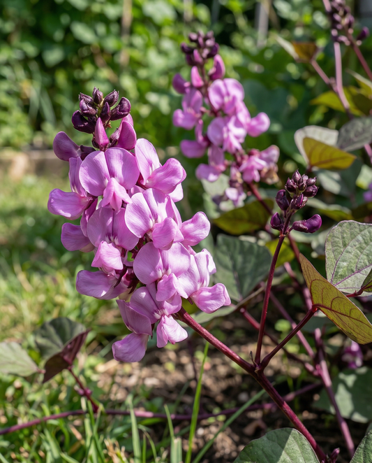 Hyacinth Bean Seeds Dolichos Lablab Annual Climber Lilac Pink Flowers