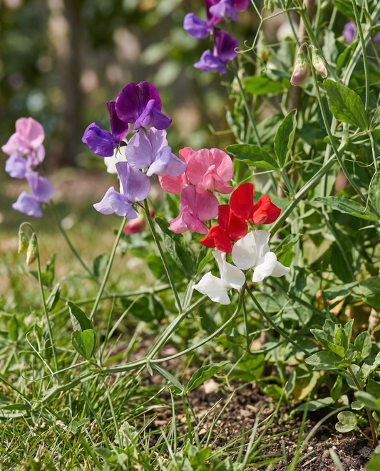 Sweet Pea Seeds Lathyrus Odoratus Royal Family Annual Mix
