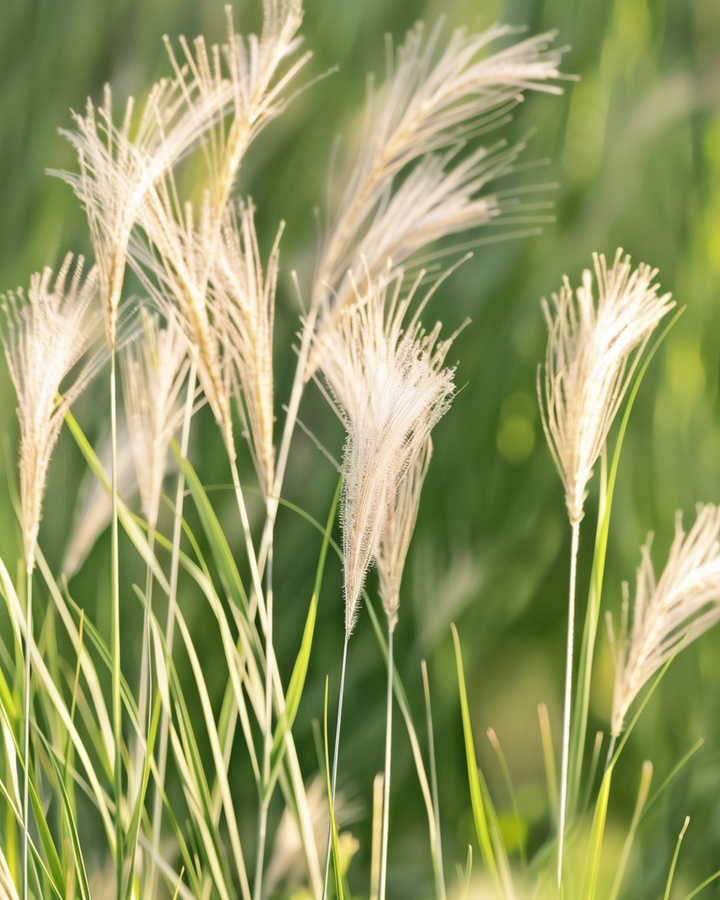 Mexican Feather Grass Seeds Stipa Tenuissima Perennial