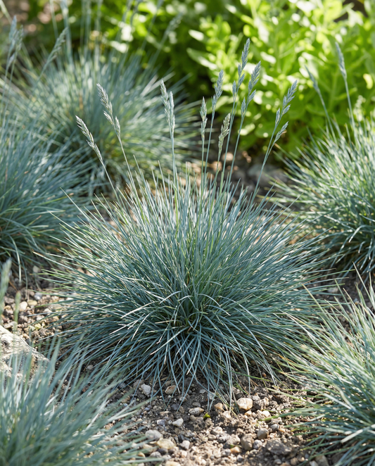 Blue Fescue Seeds Festuca Glauca Perennial Grass Festina Variety