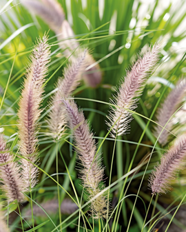 Lampenpoetsersgras Zaden Pennisetum Alopecuroides Meerjarig Siergras