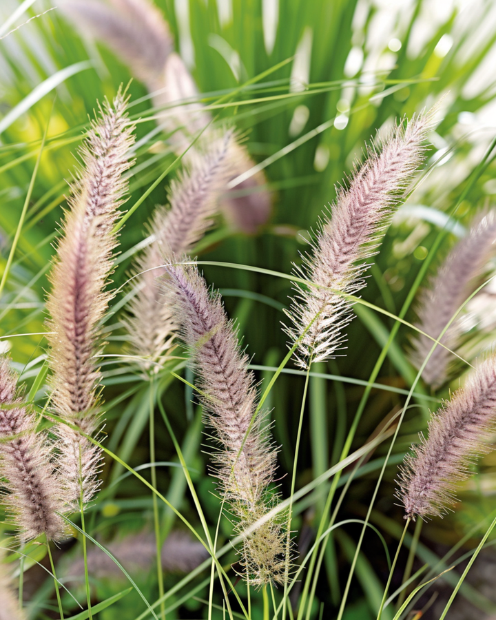 Fountain Grass Seeds Pennisetum Alopecuroides Perennial