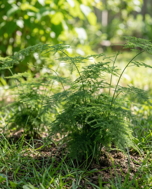 Lace Fern Seeds Asparagus Setaceus Perennial Indoor Houseplant
