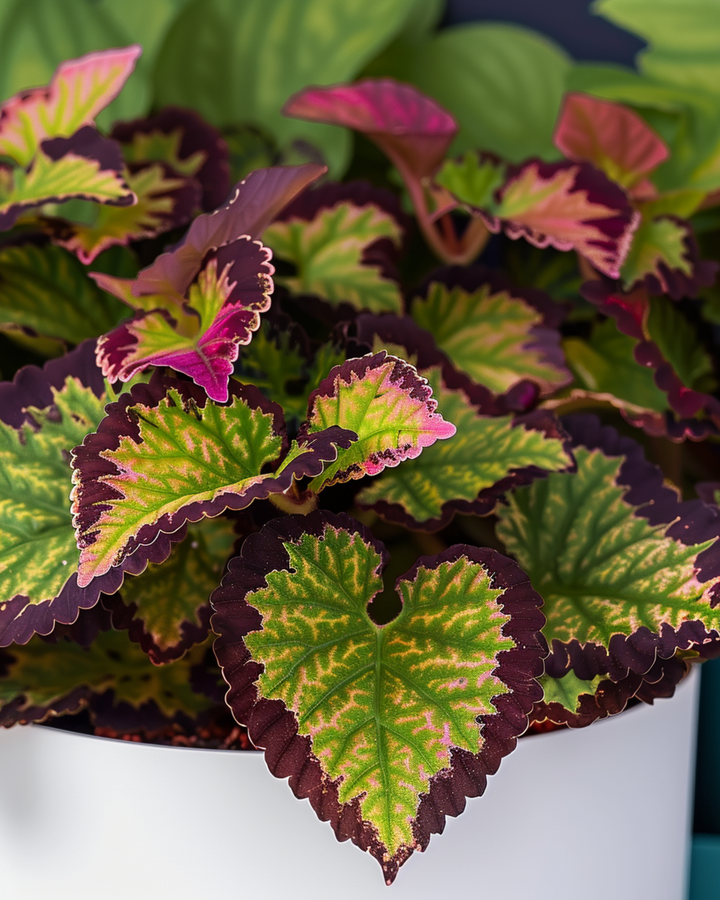 Coleus Seeds Coleus Blumei Rainbow Mix Perennial