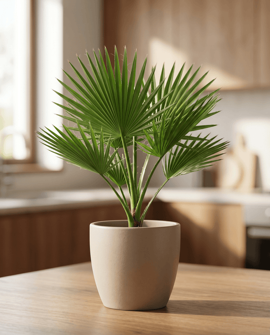 California Desert Fan Palm Seeds Washingtonia Filifera Perennial