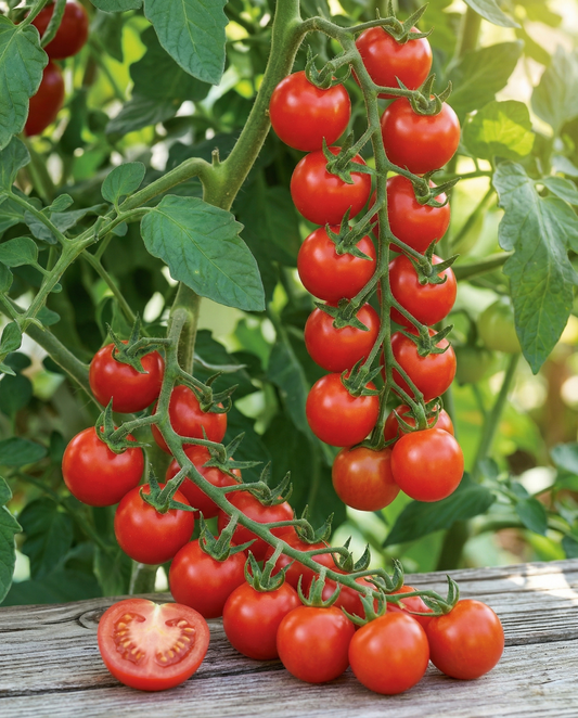 Cherry Tomato Gardener's Delight Seeds Solanum Lycopersicum Annual