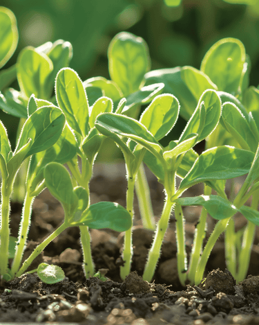 Borage Microgreens seeds (Borago officinalis) – annual microgreens