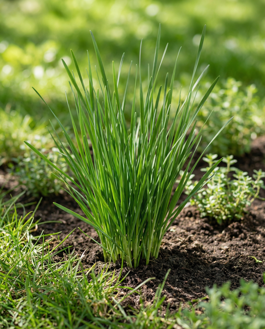 Chinese Chives Seeds Allium Tuberosum Perennial Herb