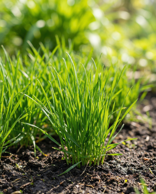 Cat Grass Seeds Hordeum Vulgare Annual