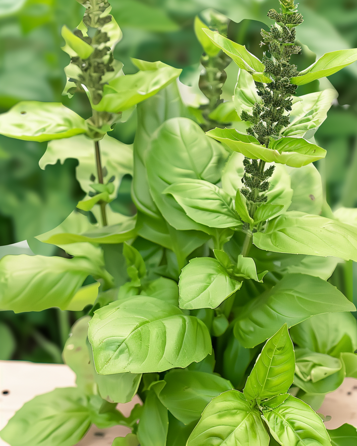 Blue Spice Basil Seeds Ocimum Basilicum Annual Herb
