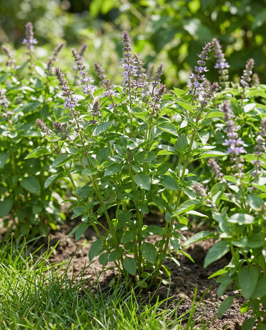 Blue Spice Basil Seeds Ocimum Basilicum Annual Herb