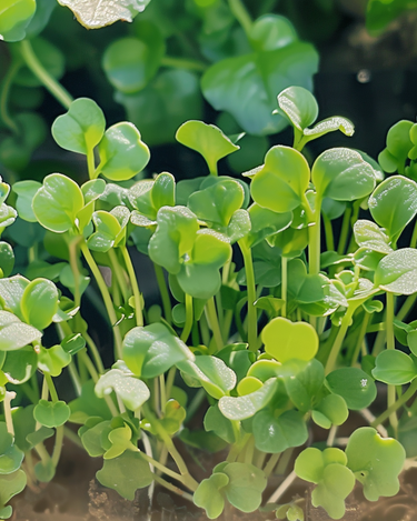 Żrieragħ Mustard Sprouting (Sinapis alba) – żrieragħ organiċi annwali għat-tnixxija