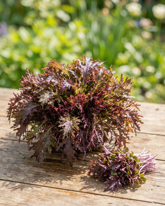 Mustard Red Frills Seeds Brassica Juncea Annual Microgreens