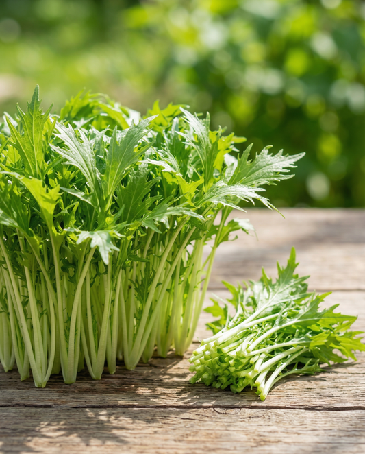 Mizuna Microgreens Seeds Brassica Rapa Annual
