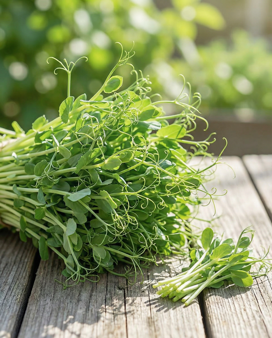 Pea Shoots Seeds Pisum Sativum Annual Microgreens