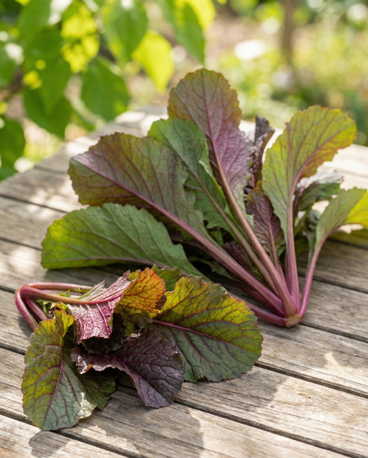 Amsoi Red Seeds Brassica Juncea Annual Vegetable