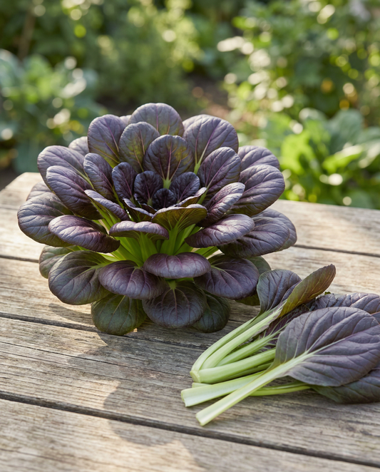 Red Tatsoi Seeds Brassica Rapa Vegetable