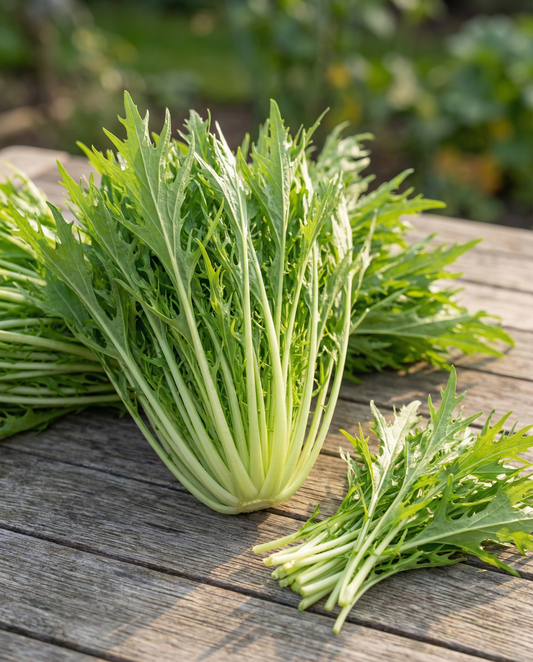 Mizuna Seeds Brassica Rapa Vegetable