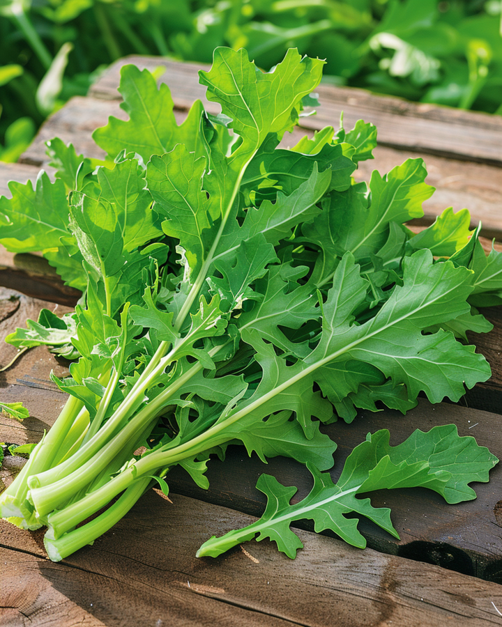 Chicory Spadona Seeds Cichorium Intybus Annual