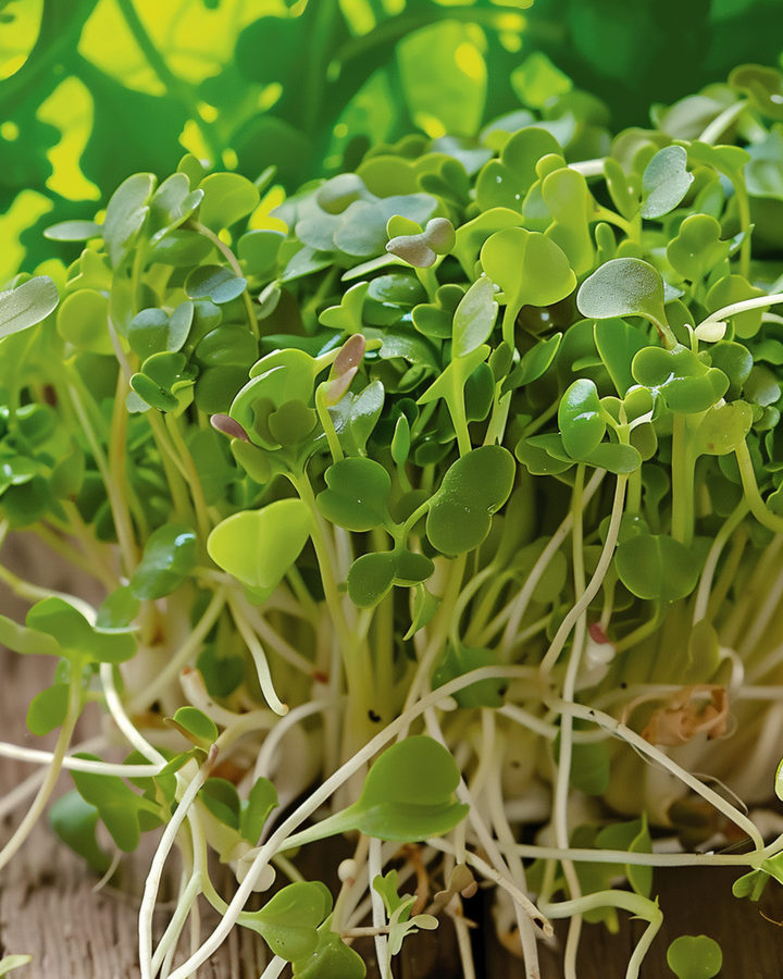 Broccoli Sprouting Seeds Organic Brassica Oleracea Annual