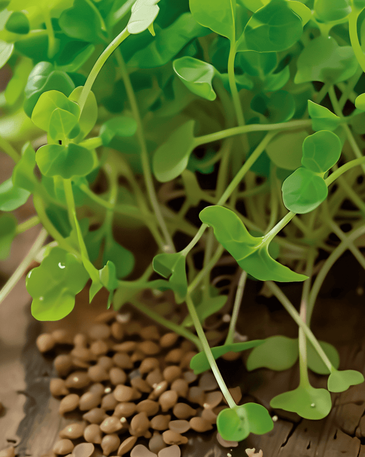Rocket Sprouting Seeds Organic Eruca Sativa Annual