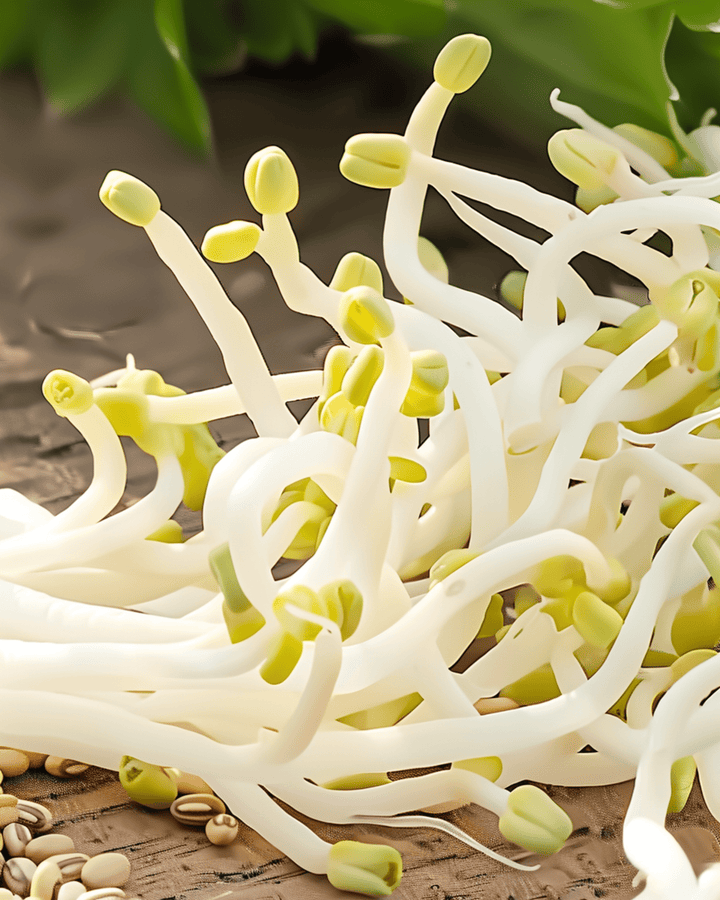 Mung Bean Sprouting Seeds Organic Vigna Radiata Annual