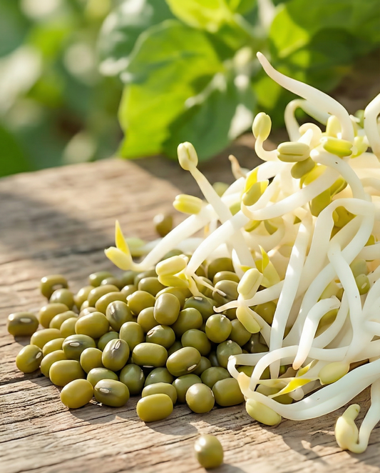 Mung Bean Sprouting Seeds Organic Vigna Radiata Annual