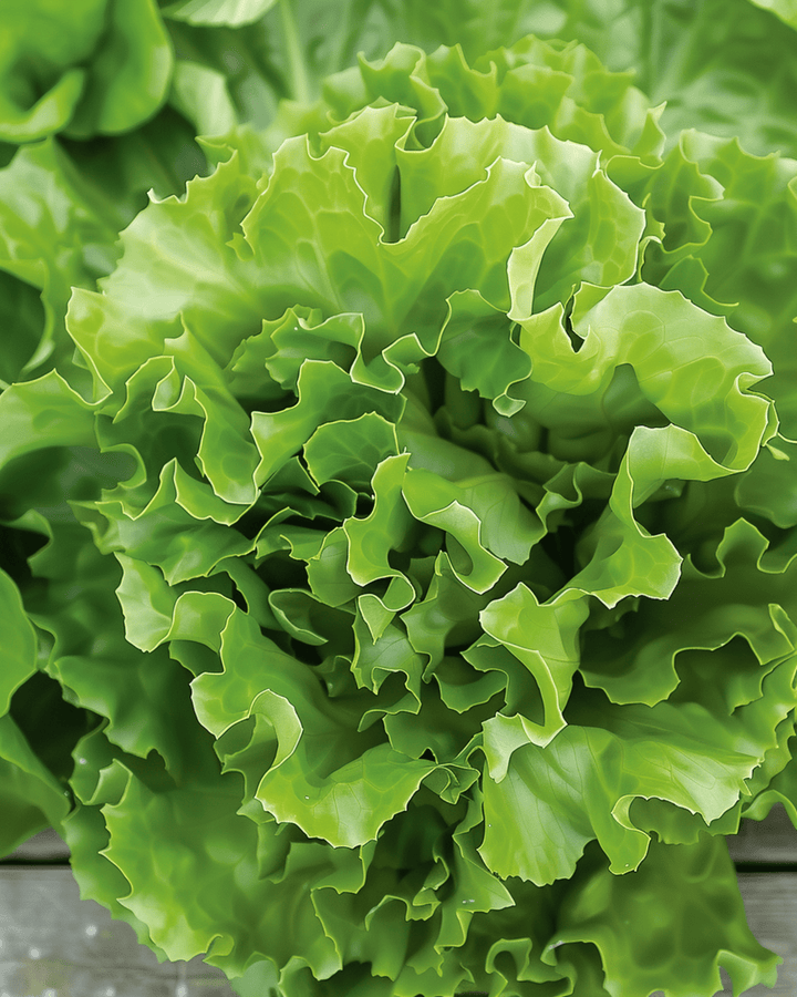 Endive Seeds Cichorium Endivia Annual Batavian Green 2